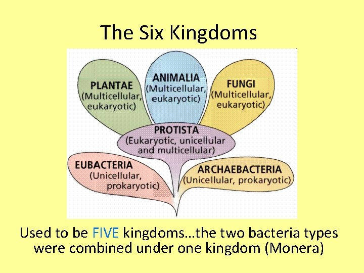 The Six Kingdoms Used to be FIVE kingdoms…the two bacteria types were combined under The Six Kingdoms Used to be FIVE kingdoms…the two bacteria types were combined under