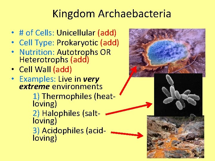 Kingdom Archaebacteria • # of Cells: Unicellular (add) • Cell Type: Prokaryotic (add) •