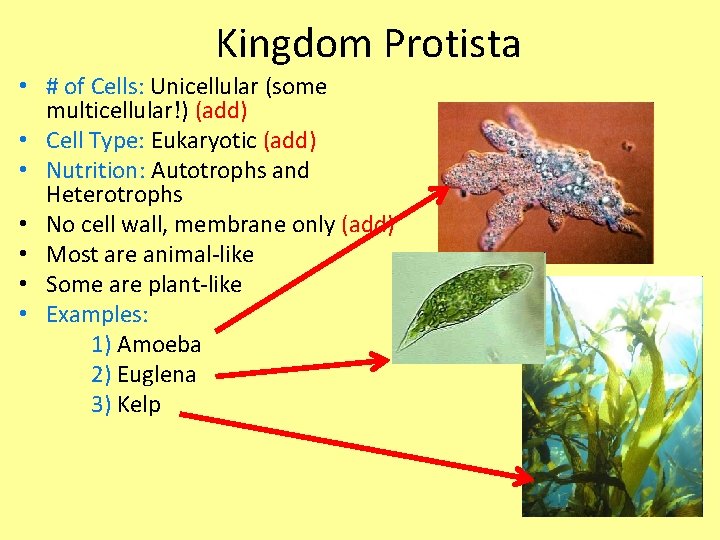 Kingdom Protista • # of Cells: Unicellular (some multicellular!) (add) • Cell Type: Eukaryotic Kingdom Protista • # of Cells: Unicellular (some multicellular!) (add) • Cell Type: Eukaryotic