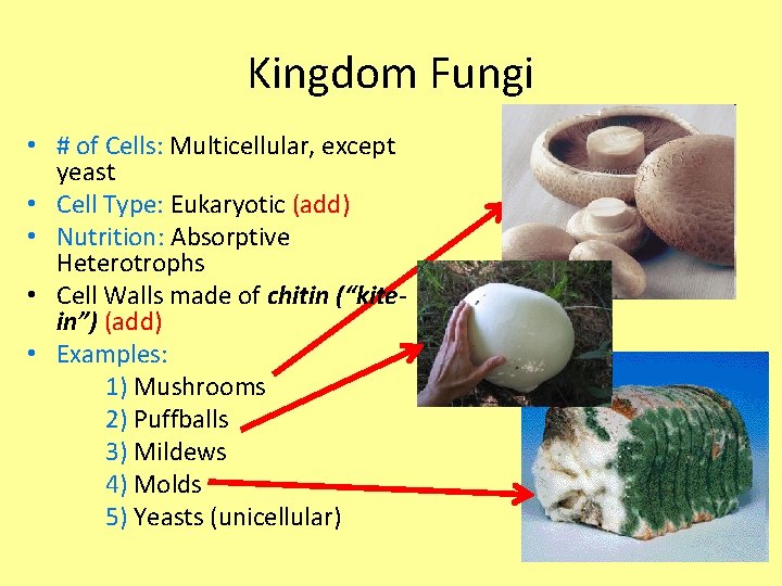 Kingdom Fungi • # of Cells: Multicellular, except yeast • Cell Type: Eukaryotic (add) Kingdom Fungi • # of Cells: Multicellular, except yeast • Cell Type: Eukaryotic (add)