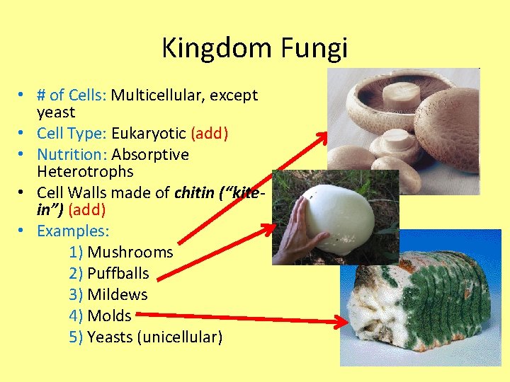 Kingdom Fungi • # of Cells: Multicellular, except yeast • Cell Type: Eukaryotic (add)