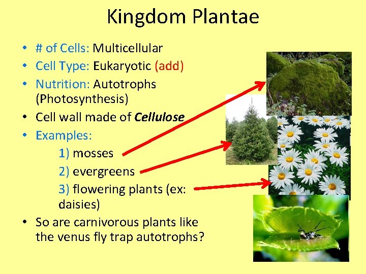Kingdom Plantae • # of Cells: Multicellular • Cell Type: Eukaryotic (add) • Nutrition: