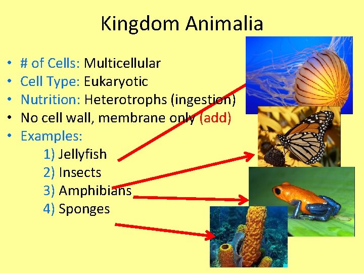 Kingdom Animalia • • • # of Cells: Multicellular Cell Type: Eukaryotic Nutrition: Heterotrophs Kingdom Animalia • • • # of Cells: Multicellular Cell Type: Eukaryotic Nutrition: Heterotrophs
