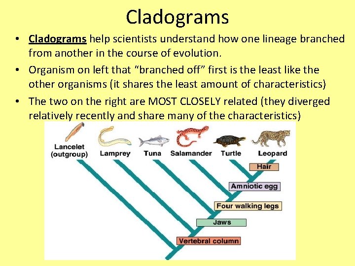 Cladograms • Cladograms help scientists understand how one lineage branched from another in the