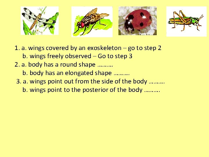 1. a. wings covered by an exoskeleton – go to step 2 b. wings
