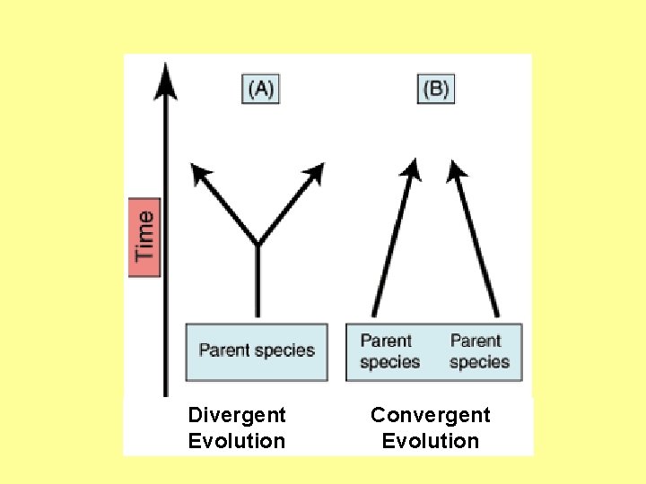 Divergent Evolution Convergent Evolution Divergent Evolution Convergent Evolution