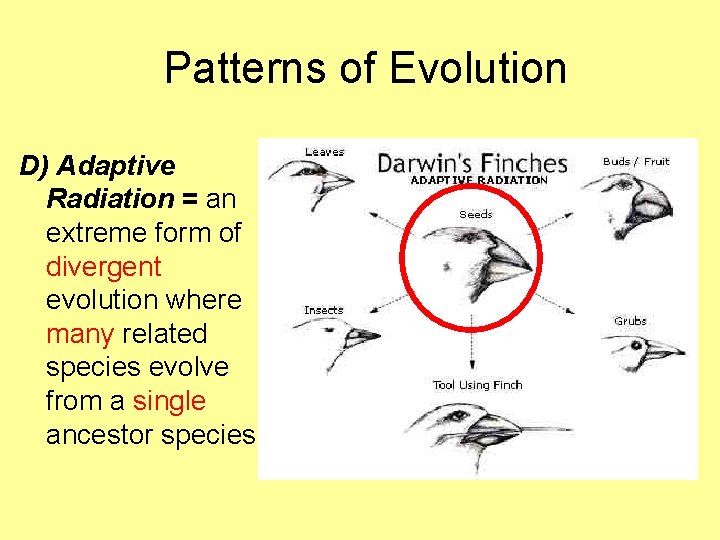 Patterns of Evolution D) Adaptive Radiation = an extreme form of divergent evolution where