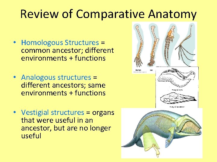 Review of Comparative Anatomy • Homologous Structures = common ancestor; different environments + functions
