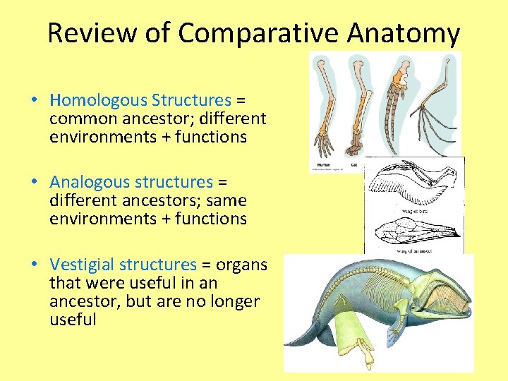 Review of Comparative Anatomy • Homologous Structures = common ancestor; different environments + functions Review of Comparative Anatomy • Homologous Structures = common ancestor; different environments + functions