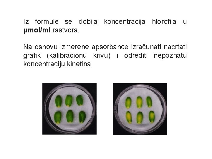 Iz formule se dobija koncentracija hlorofila u μmol/ml rastvora. Na osnovu izmerene apsorbance izračunati