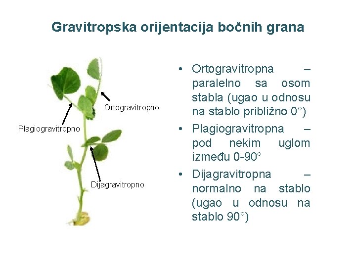 Gravitropska orijentacija bočnih grana Ortogravitropno Plagiogravitropno Dijagravitropno • Ortogravitropna – paralelno sa osom stabla