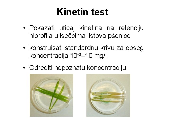 Kinetin test • Pokazati uticaj kinetina na retenciju hlorofila u isečcima listova pšenice •