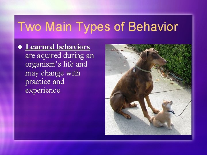 Two Main Types of Behavior l Learned behaviors are aquired during an organism’s life
