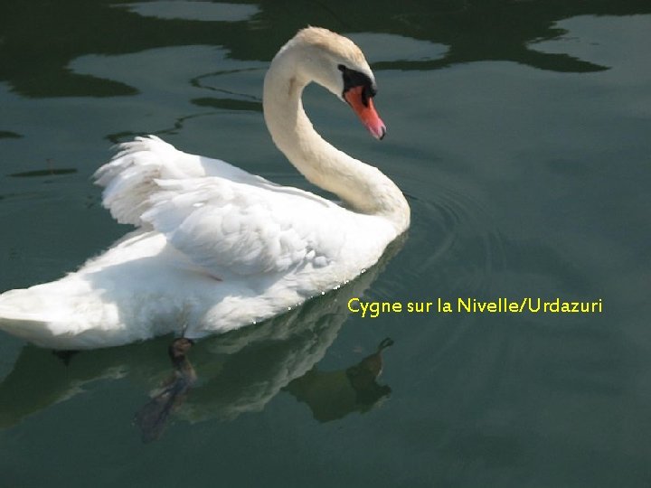 Cygne sur la Nivelle/Urdazuri 