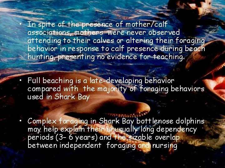  • In spite of the presence of mother/calf associations, mothers were never observed