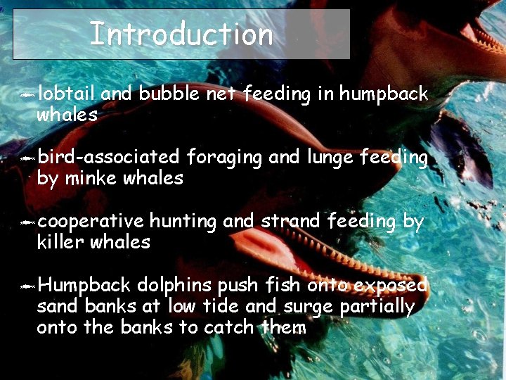 Introduction lobtail and bubble net feeding in humpback whales bird-associated foraging and lunge feeding