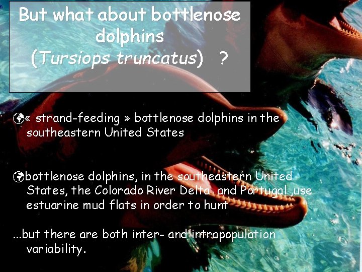 But what about bottlenose dolphins (Tursiops truncatus) ? « strand-feeding » bottlenose dolphins in