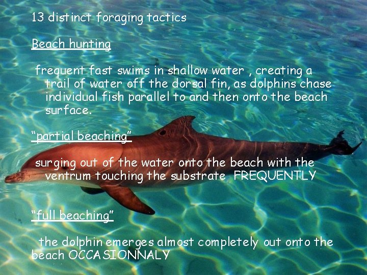 13 distinct foraging tactics Beach hunting frequent fast swims in shallow water , creating