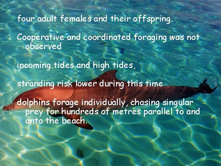 four adult females and their offspring. Cooperative and coordinated foraging was not observed incoming