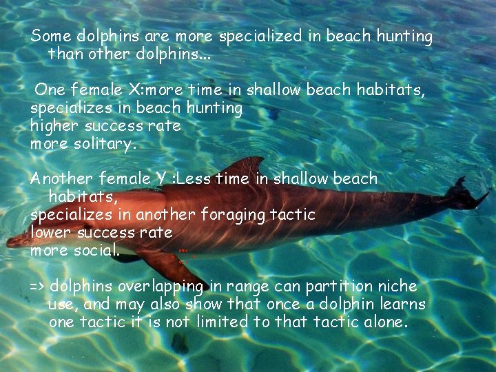 Some dolphins are more specialized in beach hunting than other dolphins. . . One