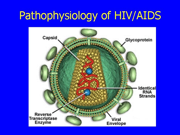 Pathophysiology of HIV/AIDS 