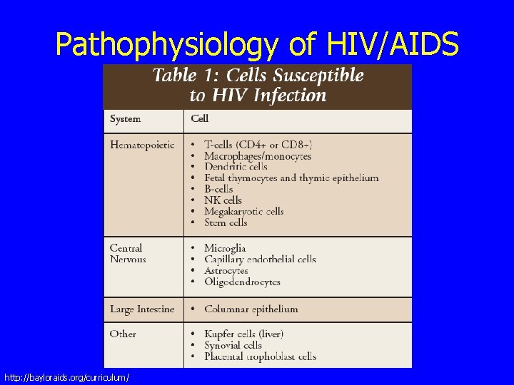 Pathophysiology of HIV/AIDS http: //bayloraids. org/curriculum/ 
