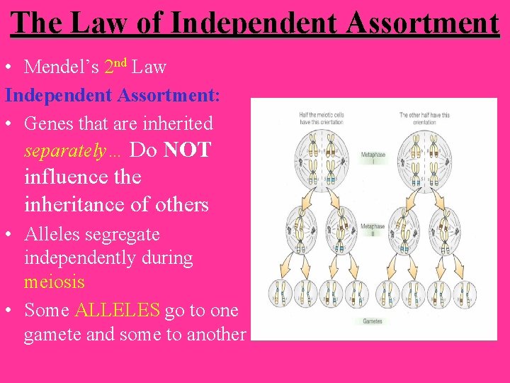 The Law of Independent Assortment • Mendel’s 2 nd Law Independent Assortment: • Genes