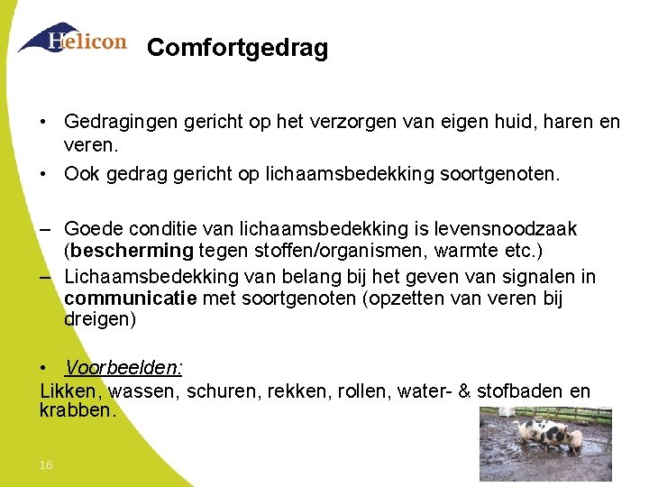 Comfortgedrag • Gedragingen gericht op het verzorgen van eigen huid, haren en veren. •