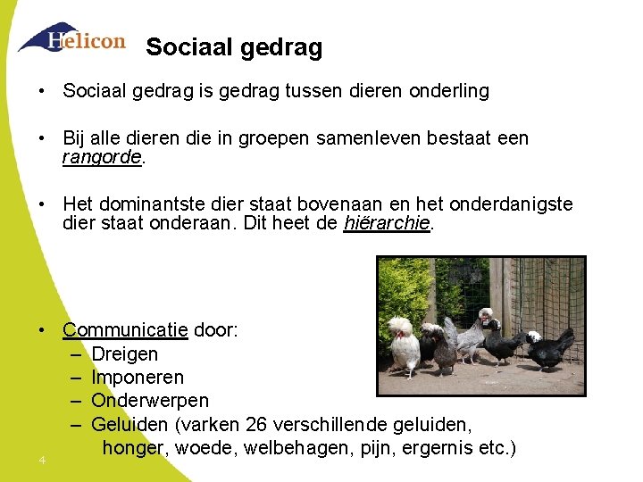 Sociaal gedrag • Sociaal gedrag is gedrag tussen dieren onderling • Bij alle dieren