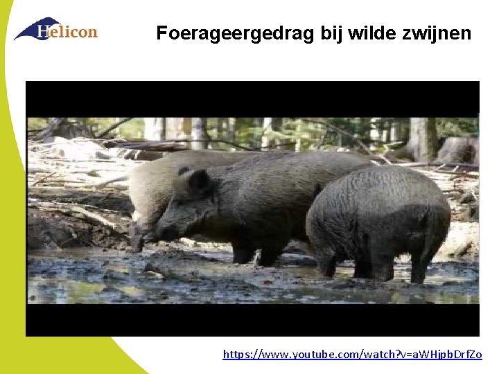 Foerageergedrag bij wilde zwijnen https: //www. youtube. com/watch? v=a. WHjpb. Drf. Zo 