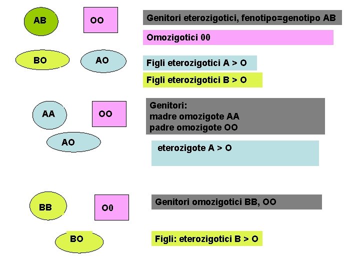 AB OO Genitori eterozigotici, fenotipo=genotipo AB Omozigotici 00 BO AO Figli eterozigotici A >