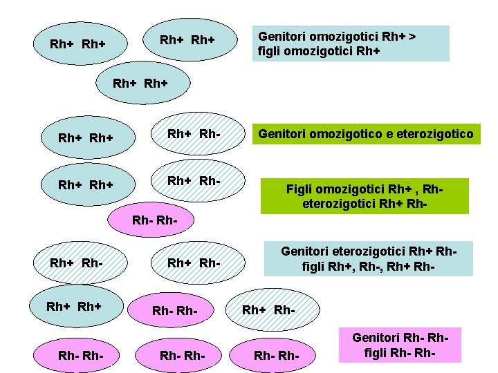 Rh+ Rh+ Genitori omozigotici Rh+ > figli omozigotici Rh+ Rh+ Rh+ Rh- Genitori omozigotico