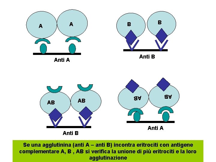 A Anti B AB Anti A AB B B AB A Anti A Se