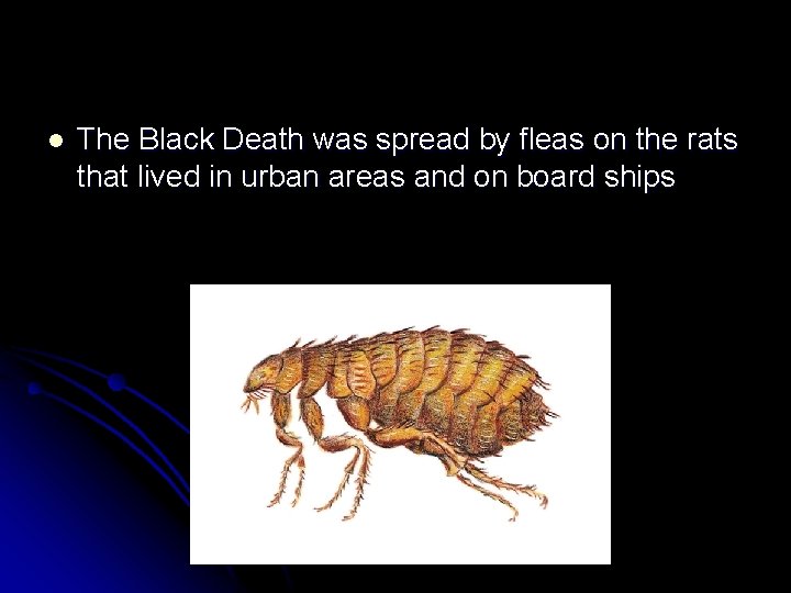 l The Black Death was spread by fleas on the rats that lived in
