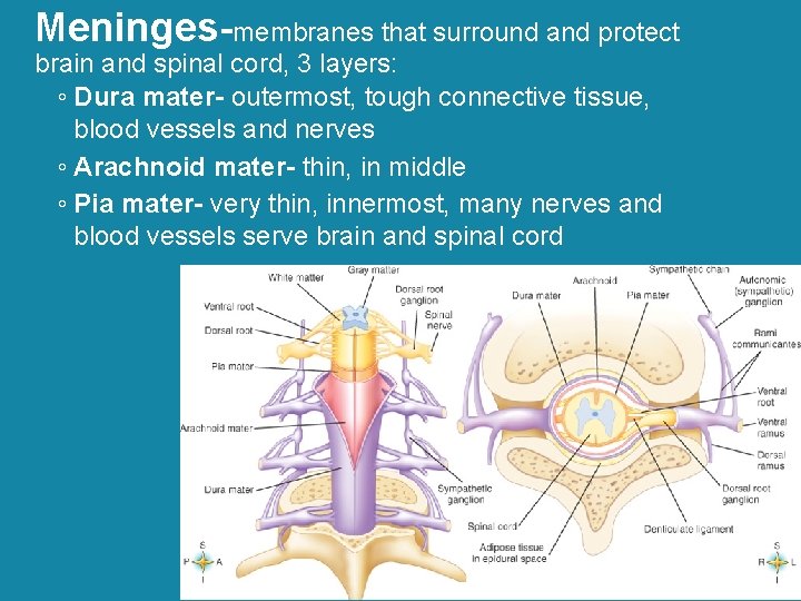 Meninges-membranes that surround and protect brain and spinal cord, 3 layers: ◦ Dura mater-