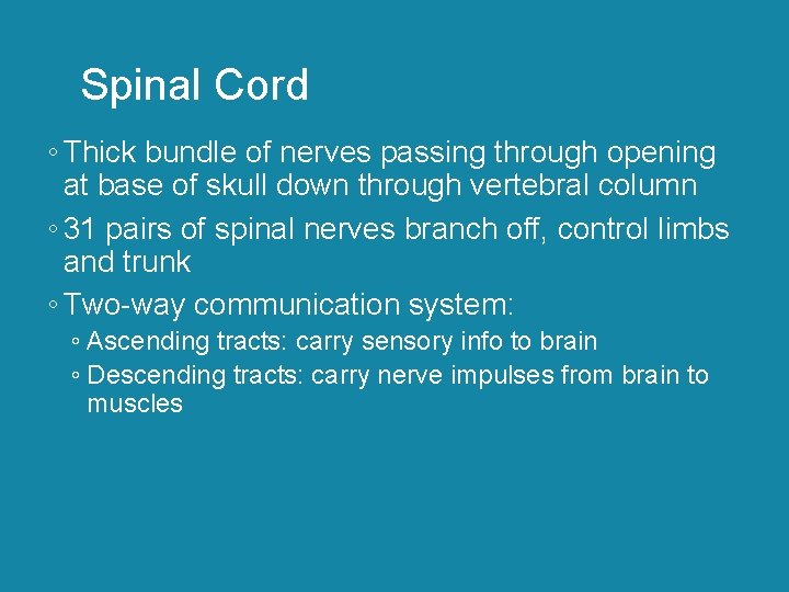 Spinal Cord ◦ Thick bundle of nerves passing through opening at base of skull