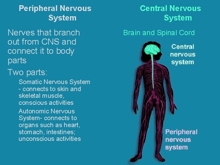 Peripheral Nervous System Nerves that branch out from CNS and connect it to body