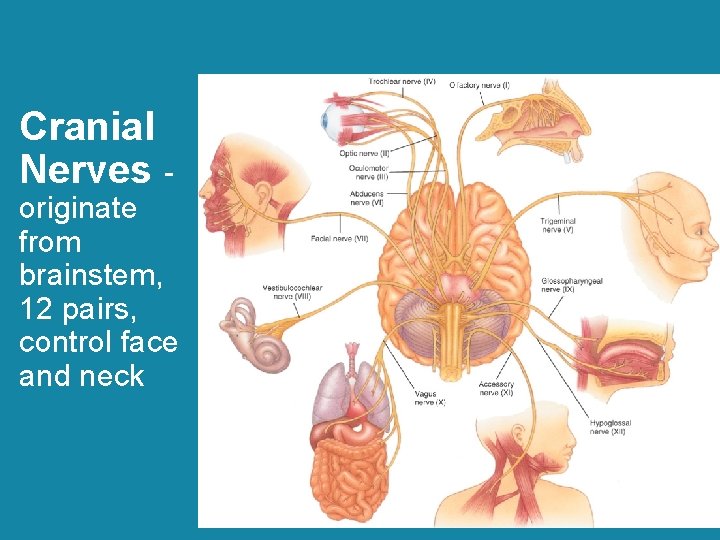 Cranial Nerves - originate from brainstem, 12 pairs, control face and neck 