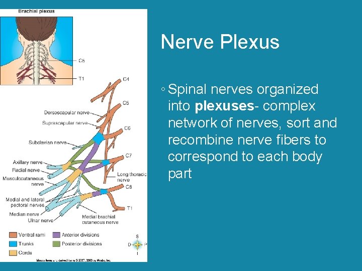 Nerve Plexus ◦ Spinal nerves organized into plexuses- complex network of nerves, sort and