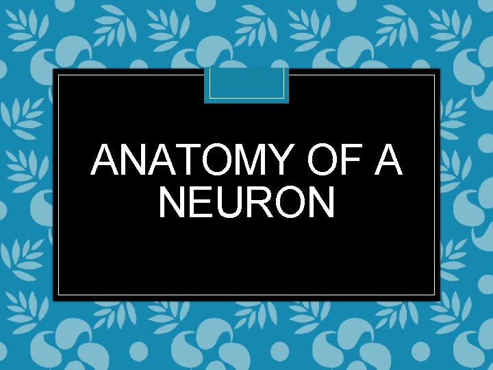 ANATOMY OF A NEURON 