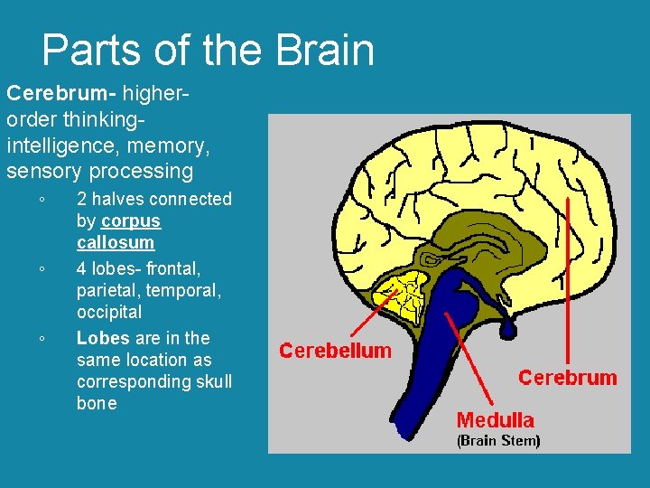 Parts of the Brain Cerebrum- higherorder thinkingintelligence, memory, sensory processing ◦ ◦ ◦ 2