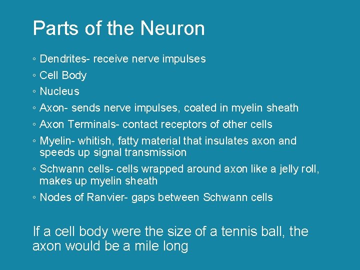 Parts of the Neuron ◦ Dendrites- receive nerve impulses ◦ Cell Body ◦ Nucleus