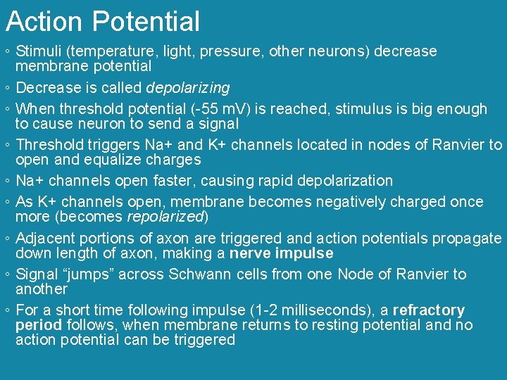 Action Potential ◦ Stimuli (temperature, light, pressure, other neurons) decrease membrane potential ◦ Decrease