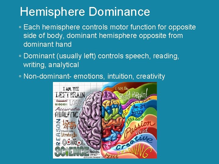 Hemisphere Dominance ◦ Each hemisphere controls motor function for opposite side of body, dominant