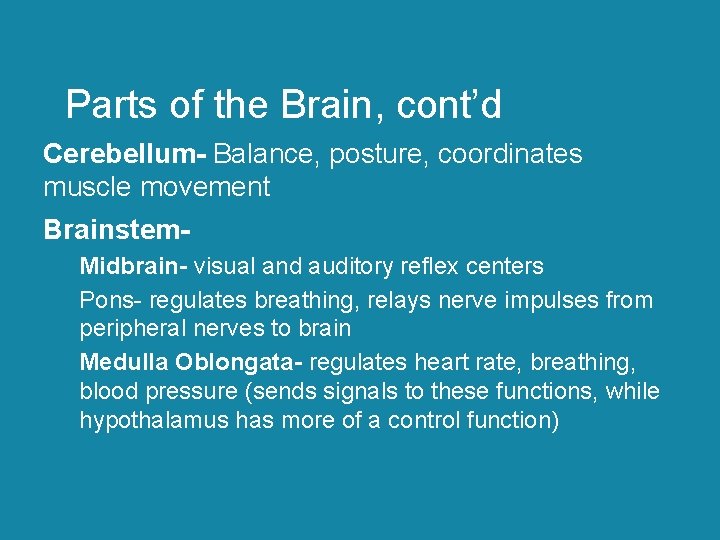 Parts of the Brain, cont’d Cerebellum- Balance, posture, coordinates muscle movement Brainstem. Midbrain- visual