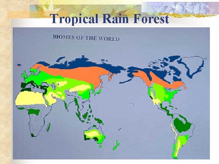 Tropical Rain Forest 