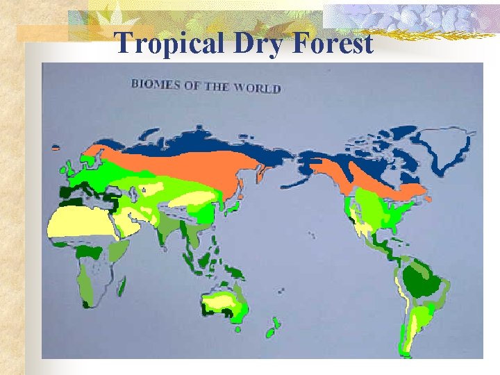Tropical Dry Forest 