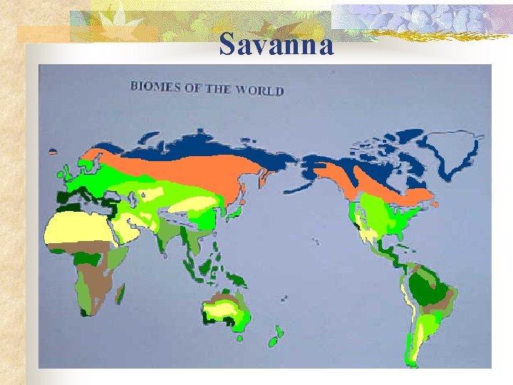 Savanna 