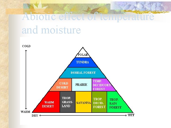 Abiotic effect of temperature and moisture 