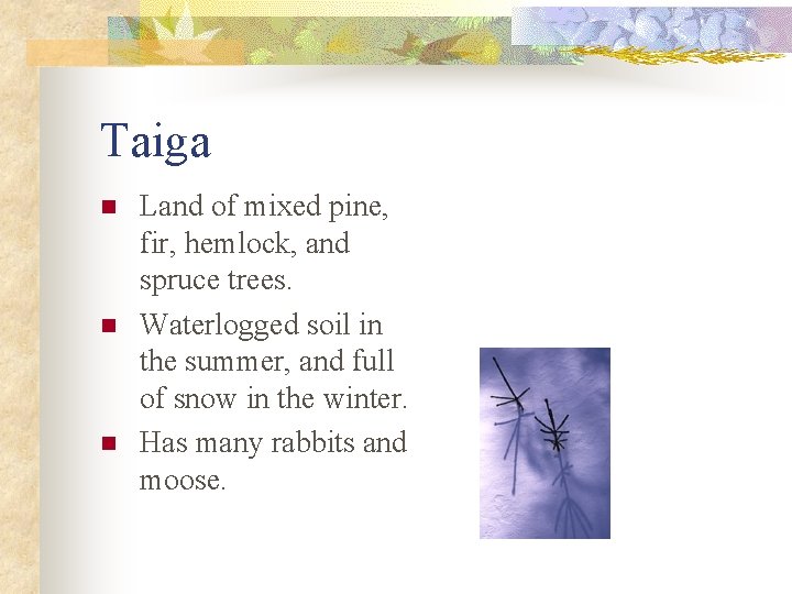 Taiga n n n Land of mixed pine, fir, hemlock, and spruce trees. Waterlogged